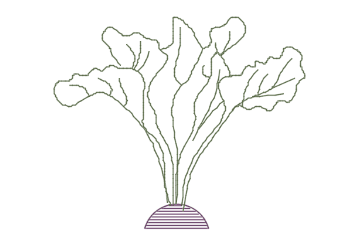 Dowload free Beetroot plant 2 elevation autocad block. Autocad block make by Be Interior Designer for block free download